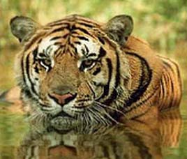  Satkosia Basipalli Sanctuary Orissa