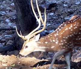 Shamirpet Deer Park Andhra Pradesh