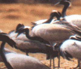 Shoolpaneshwar Wildlife Sanctuary Gujarat