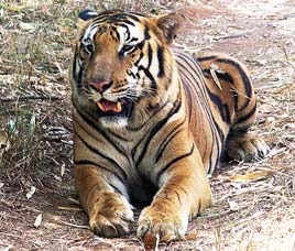 Sivaram Wildlife Sanctuary, Karnataka