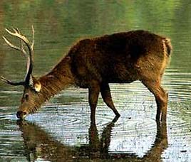 Sonai Rupai Wildlife Sanctuary Assam