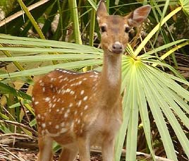 Surinsar Mansar Wildlife Sanctuary   