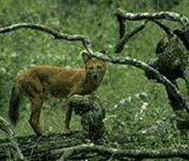 Tansa Wildlife Sanctuary Thane Maharashtra