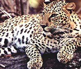 Ushakothi Sanctuary Orissa