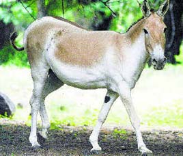 Wild Ass Sanctuary, Zainabad