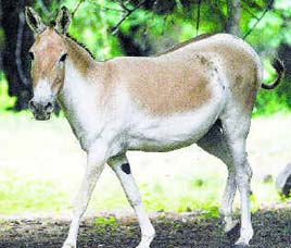 Wan Sanctuary at Amaravati, Maharashtra