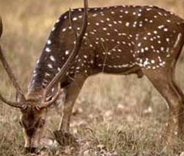 Wildlife Sanctuaries in North India