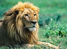 Bandhavgarh Wildlife Tours 