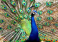 Bird Paradise Tour