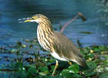 Bird Paradise Tour