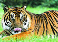Bird Paradise with Tigers
