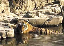Bird Paradise with Tigers