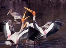 Bird Watching Tour