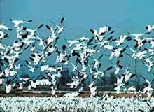 Bird Watching Tour