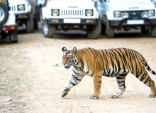 Essence Of India and Tiger Tour