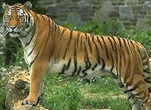 Footsteps of the Tiger