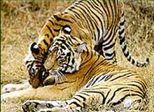 Footsteps of the Tiger
