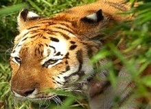 India Nepal Wildlife Safari