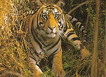 India Nepal Wildlife Tour