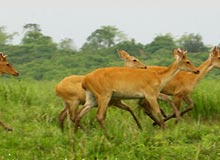 India Wildlife Tour- Wild Adventure