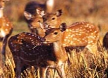 India Wildlife Tour- Wild Adventure