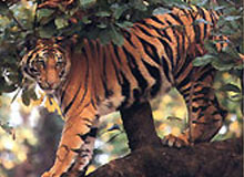India Wildlife Vacation