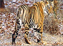 India Wildlife Vacation