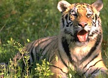 Indian Tiger Tour 