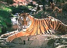 Indian Tiger Tour 
