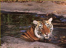 Indian Tiger Tour