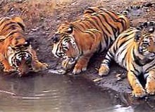 Kanha Tour