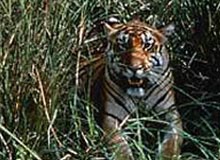 Land of the Tiger 