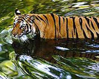 Lure of Wildlife Tour