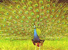 Lure of Wildlife Tour