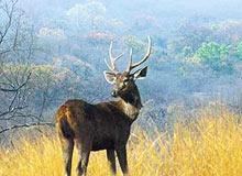 North East India Wildlife tour