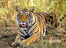 North East India Wildlife tour
