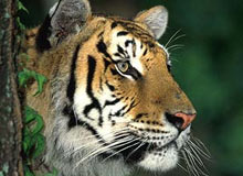 North East India Wildlife tour