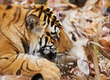 Ranthambore and Corbett Tour