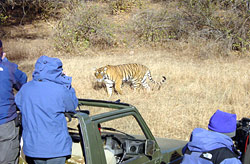 Ranthambore Wildlife Tours