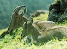 South India Wildlife Tour