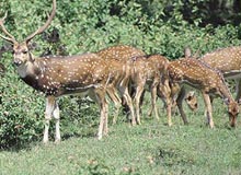 South India Wildlife Tour