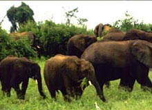 South India Wildlife Tour