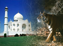 Taj Mahal and Tiger Tour