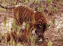 Temple and Tiger Tour