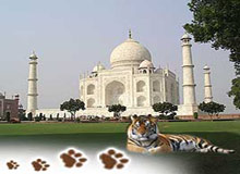 Taj Mahal and Tiger Tour