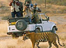 Tiger Safari Tour