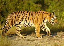 Tiger Trails in India
