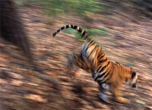 Tiger Trails in India
