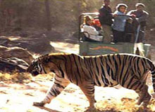Tiger Wildlife Safari Tour