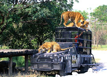 Tiger Wildlife Safari Tour